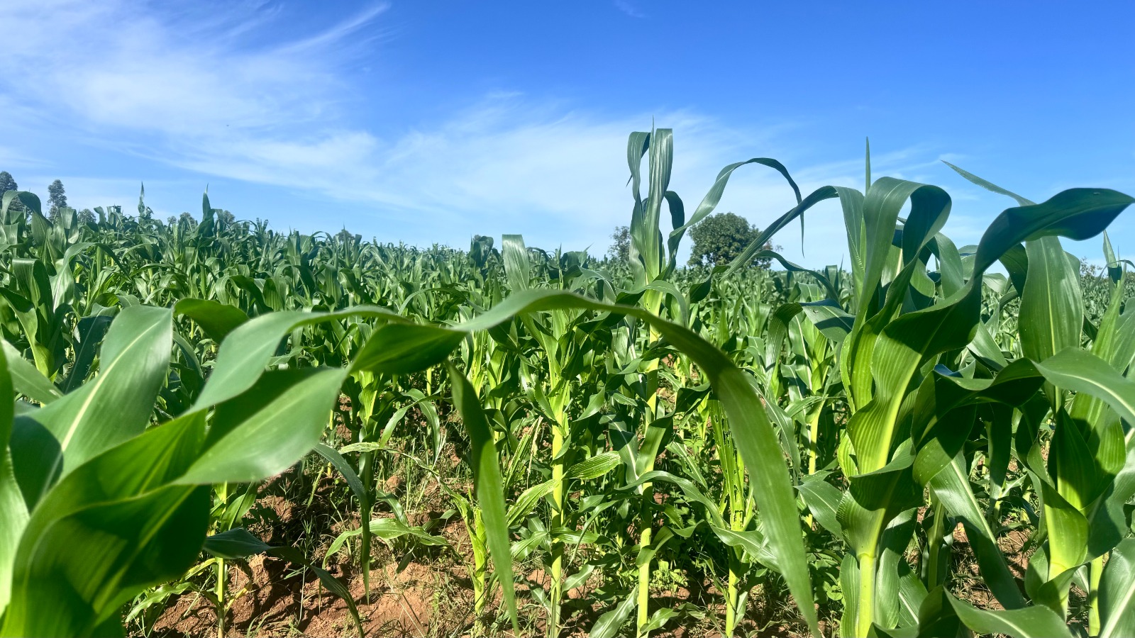 WhatsApp Image 2025 04 21 at 13.09.50