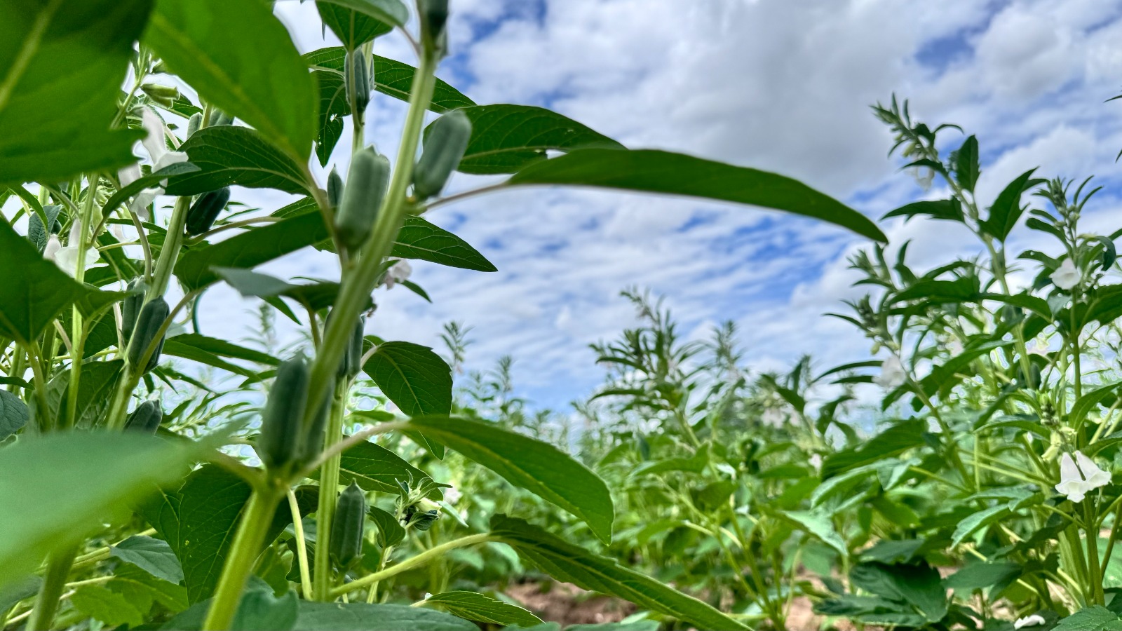 WhatsApp Image 2025 04 21 at 13.09.51